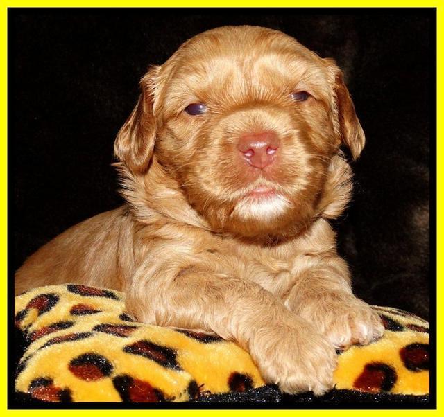 Sky Reagan pups 3 wks old 221