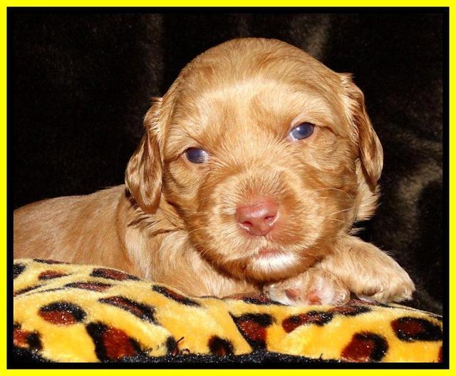 Sky Reagan pups 3 wks old 231