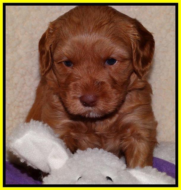 Sky Reagan pups 4 weeks old 261