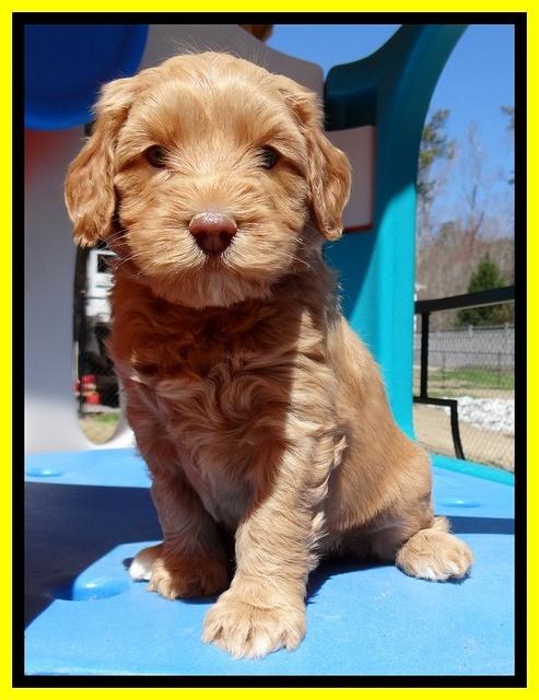 Sky Reagan pups 5 wks old 362
