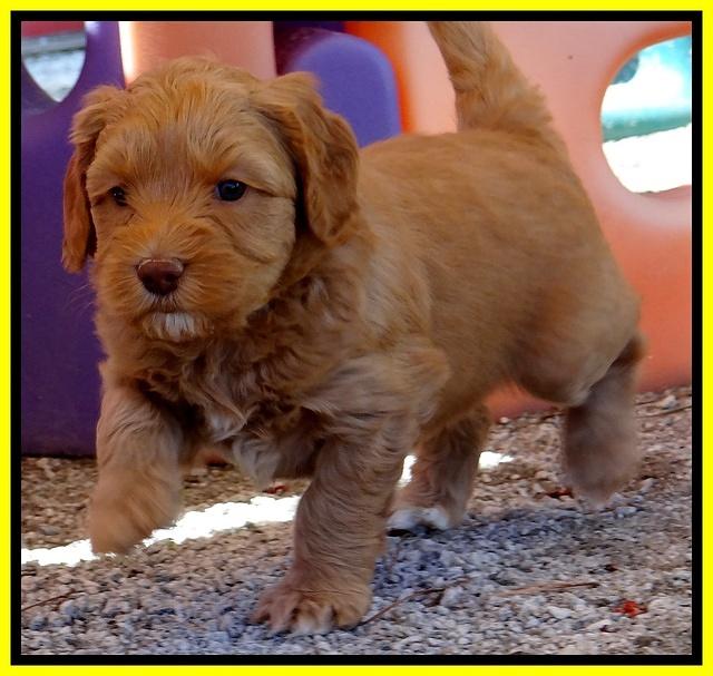 Sky Reagan pups 5 wks old 372