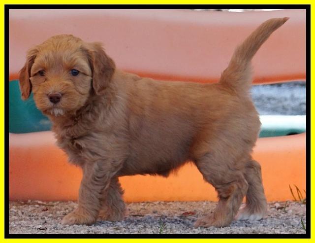 Sky Reagan pups 5 wks old 392