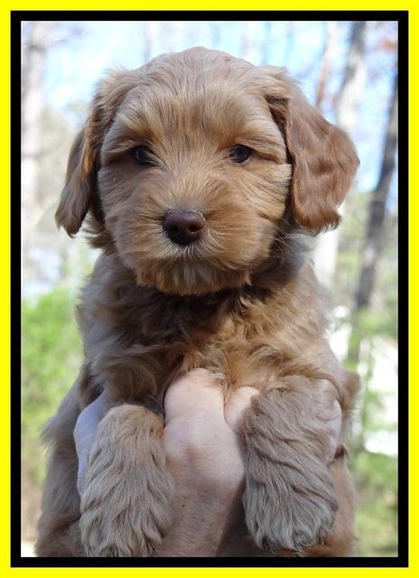 Sky Reagan pups 6 wks old 261