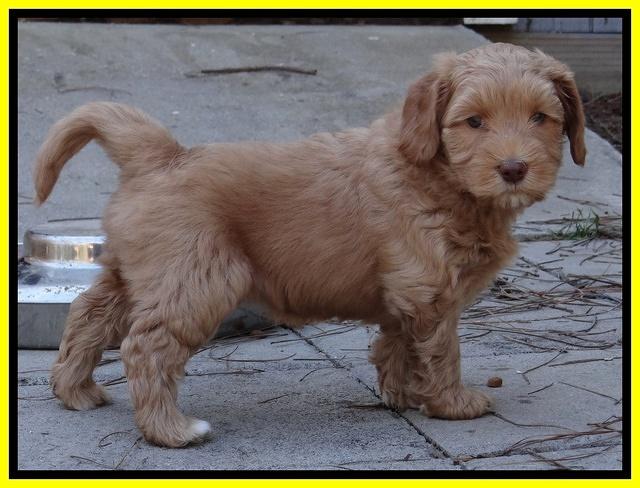 Sky Reagan pups 6 wks old 301