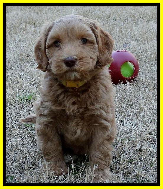 Sky Reagan pups 7 wks old 401