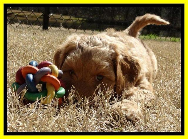 Sky Reagan pups 7 wks old 431