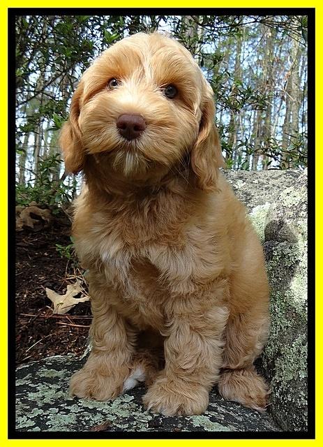 Sky Reagan pups 9 wks old 41