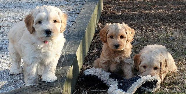Sky Reagan pups 7 wks old 441