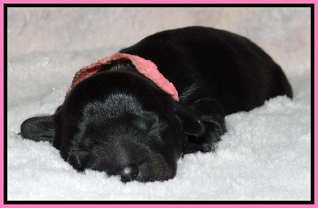 Mazie Blaze pups 1 day old 11