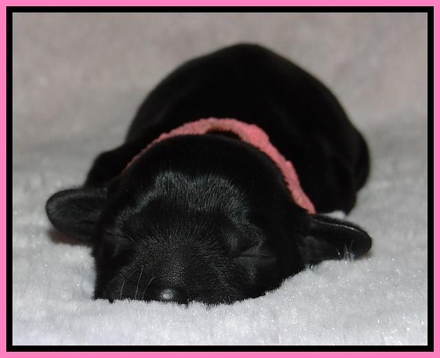 Mazie Blaze pups 1 day old 21