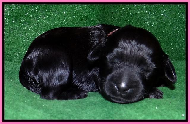 Mazie Blaze pups 1 wk old 31