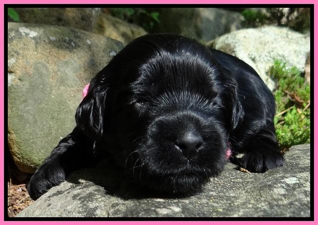Mazie Blaze pups 2 wks old 11
