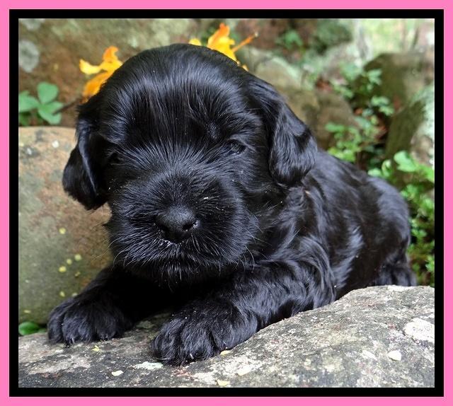 Mazie Blaze pups 3 wks old 41