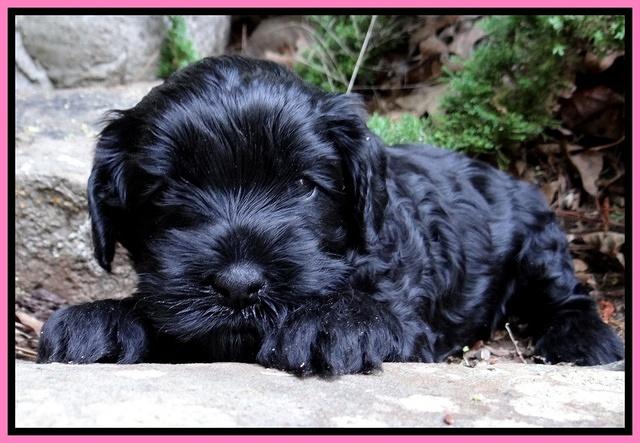 Mazie Blaze pups 4 wks old 11