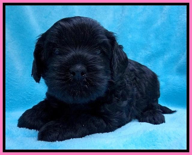 Mazie Blaze pups 4 wks old 31