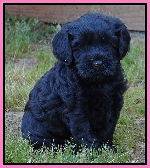 Mazie Blaze pups 5 wks old 422