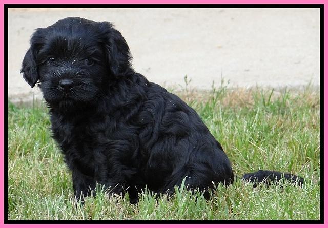 Mazie Blaze pups 5 wks old 522