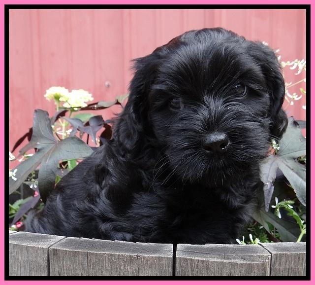 Mazie Blaze pups 6 wks old 21