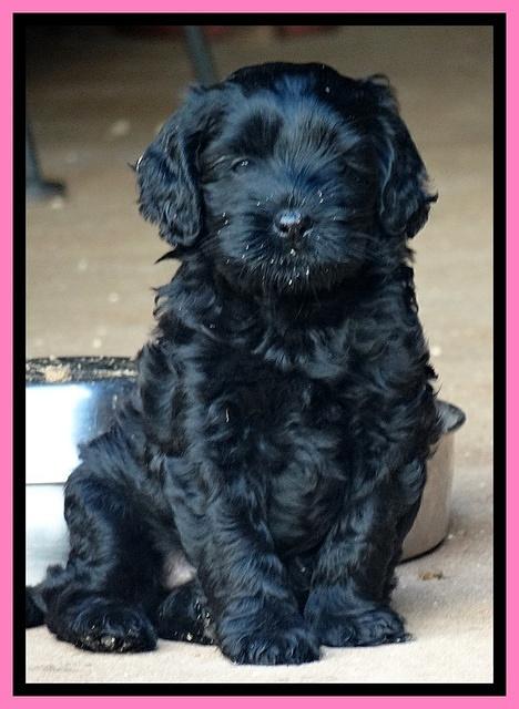 Mazie Blaze pups 6 wks old 71