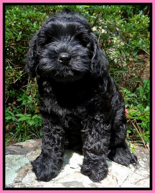 Mazie Blaze pups 8 wks old 11