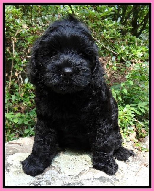 Mazie Blaze pups 8 wks old 31