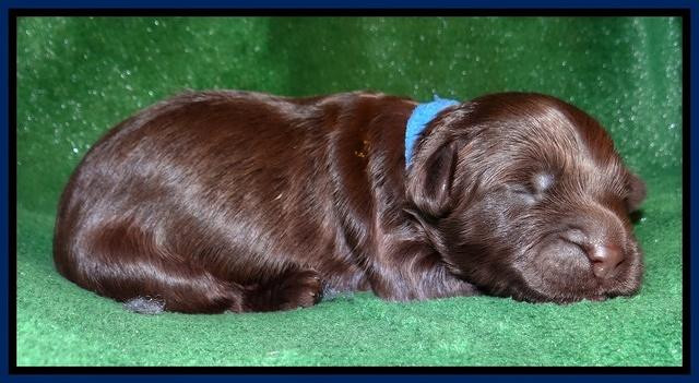 Mazie Blaze pups 1 wk old 41