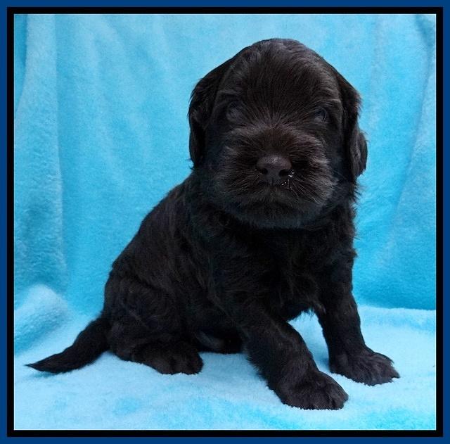 Mazie Blaze pups 4 wks old 71