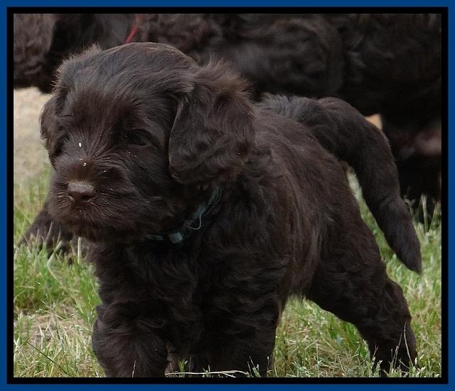 Mazie Blaze pups 5 wks old 822