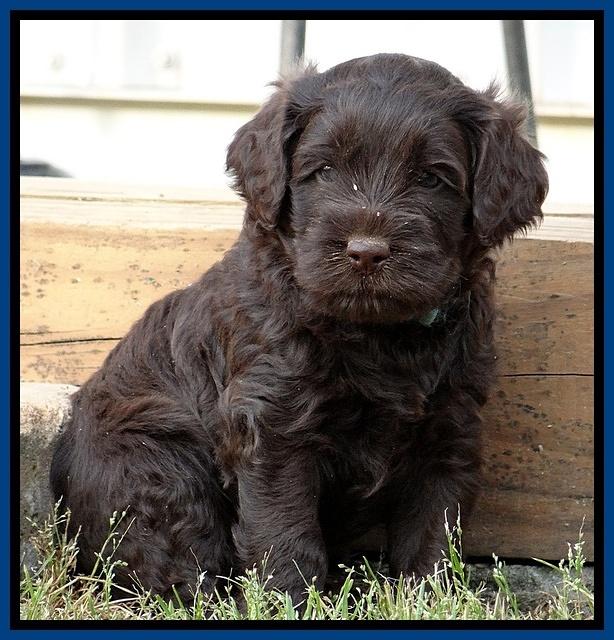 Mazie Blaze pups 5 wks old 922