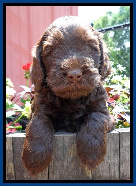 Mazie Blaze pups 6 wks old 111