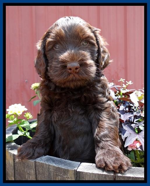 Mazie Blaze pups 6 wks old 121
