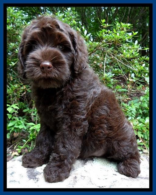 Mazie Blaze pups 8 weeks old  720