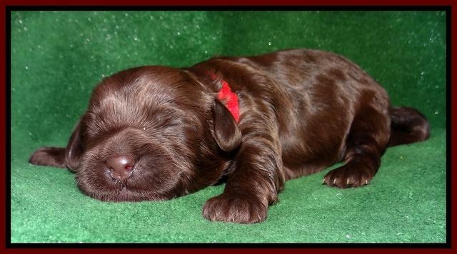 Mazie Blaze pups 1 wk old 91