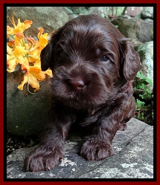 Mazie Blaze pups 3 wks old 101