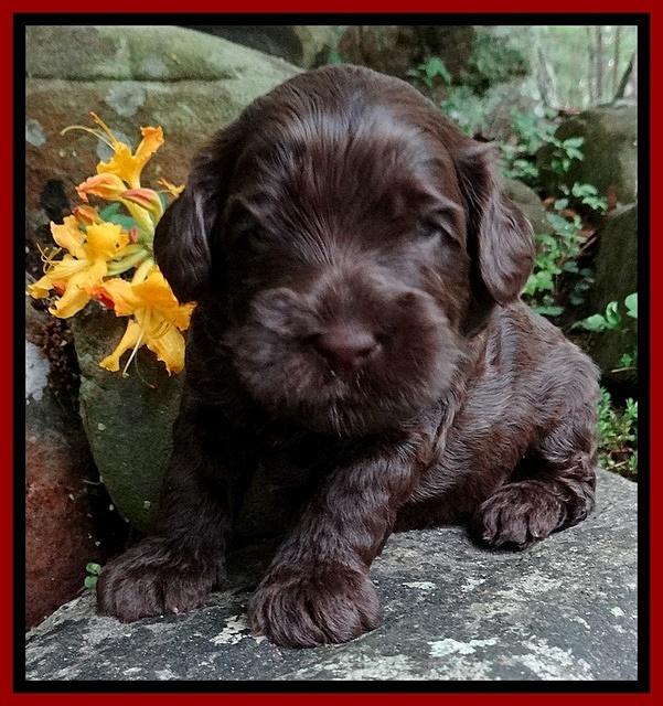 Mazie Blaze pups 3 wks old 131