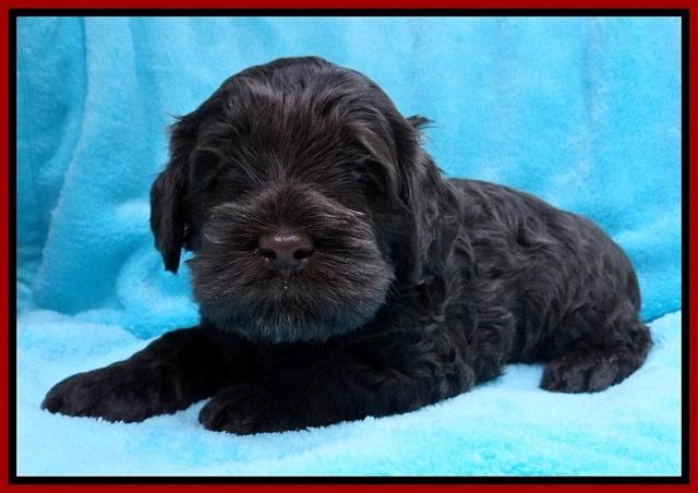 Mazie Blaze pups 4 wks old 101
