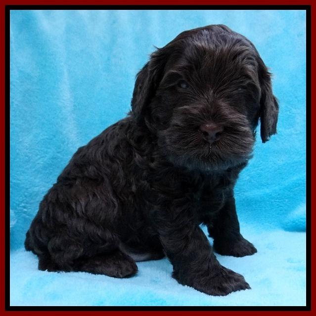 Mazie Blaze pups 4 wks old 111