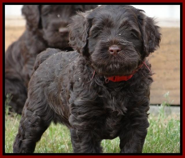 Mazie Blaze pups 5 wks old 1222
