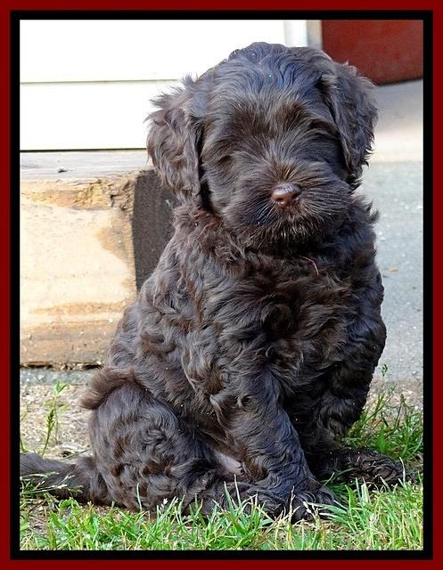 Mazie Blaze pups 6 wks old 131
