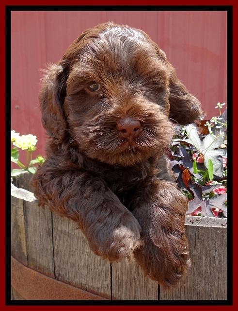 Mazie Blaze pups 6 wks old 161