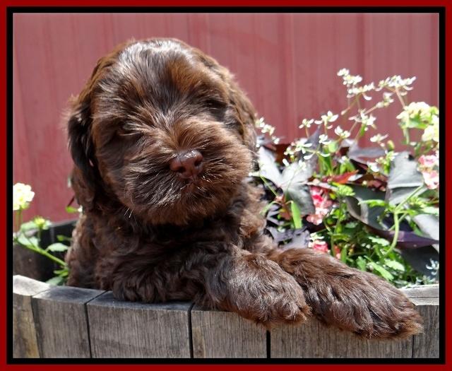 Mazie Blaze pups 6 wks old 181