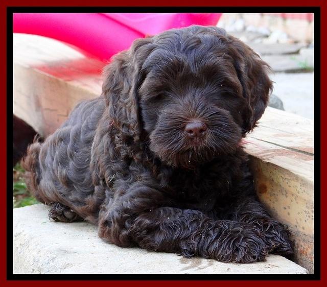 Mazie Blaze pups 7 weeks old 131