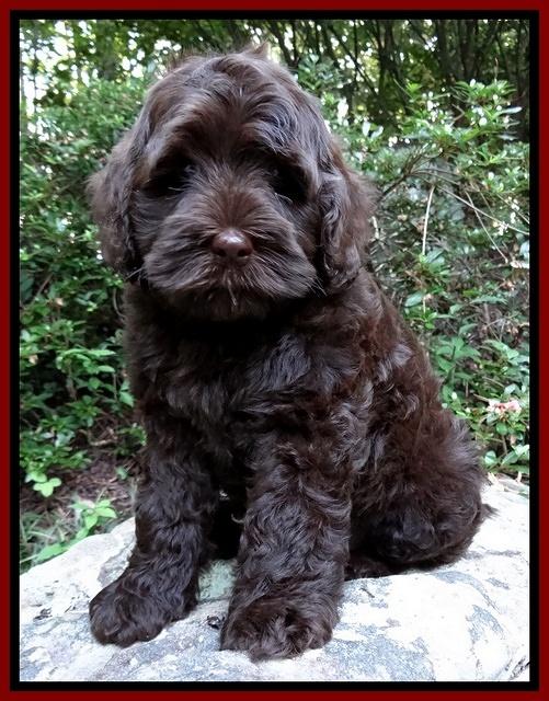 Mazie Blaze pups 8 weeks old 210