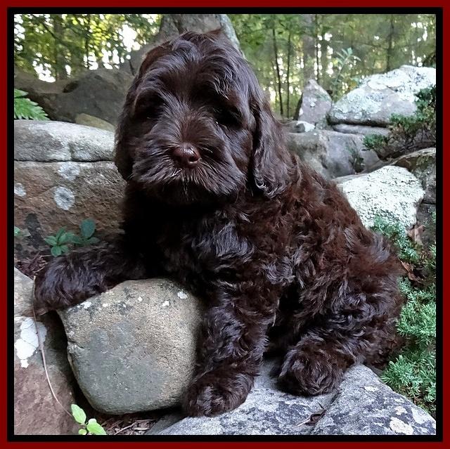 Mazie Blaze pups 8 weeks old 410