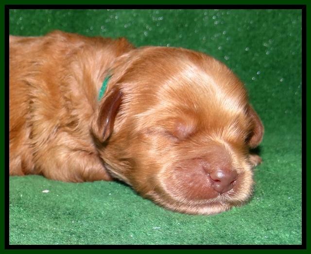 Mazie Blaze pups 1 wk old 101