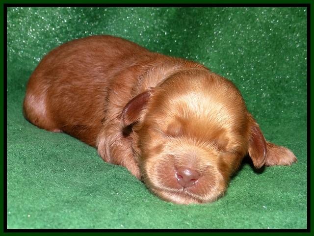 Mazie Blaze pups 1 wk old 111