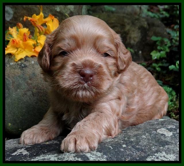 Mazie Blaze pups 3 wks old 141