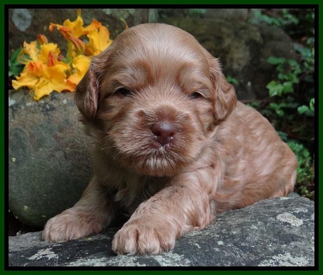 Mazie Blaze pups 3 wks old 151