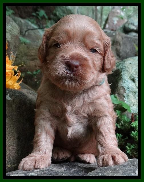 Mazie Blaze pups 3 wks old 161