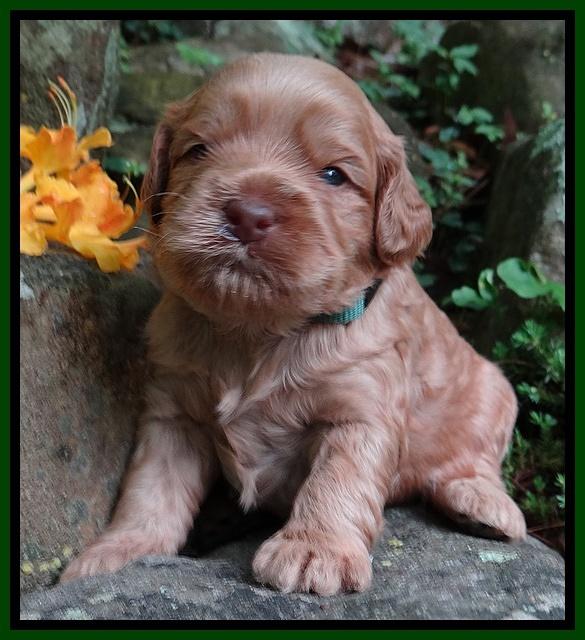 Mazie Blaze pups 3 wks old 171